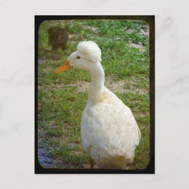 Carte Postale Crestie (Devant)