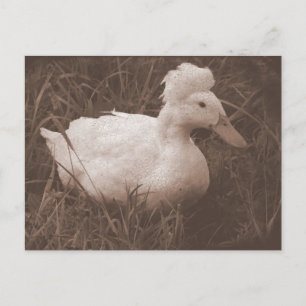 Carte Postale Crestie the Crested Duck
