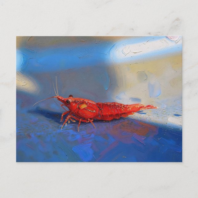 Carte Postale Crevette cerise rouge (Devant)
