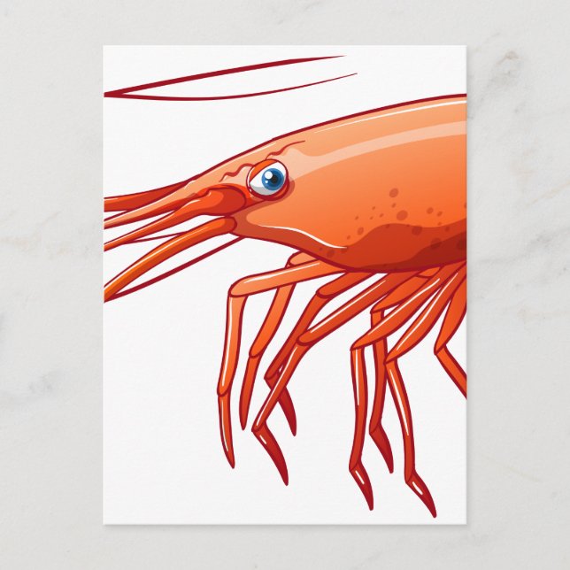 Carte Postale crevettes (Devant)