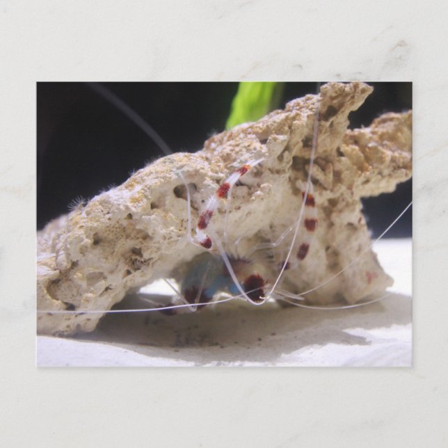 Carte Postale Crevettes à bande de corail (Devant)