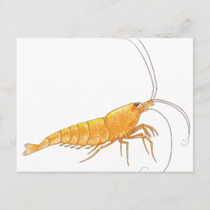 Carte Postale Crevettes Orange Sakura
