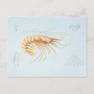 Carte Postale Crevettes vintages, Vie Marine Animaux de l'océan