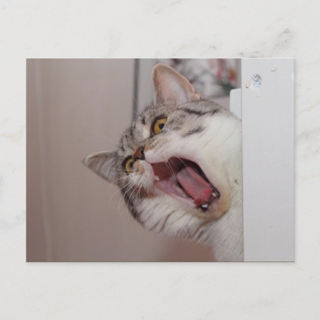 Carte Postale Criant British Shorthair (Devant)