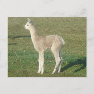 Carte Postale Crie d'alpaga
