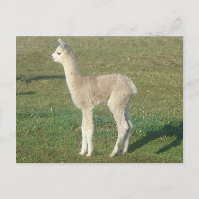 Carte Postale Crie d'alpaga (Devant)