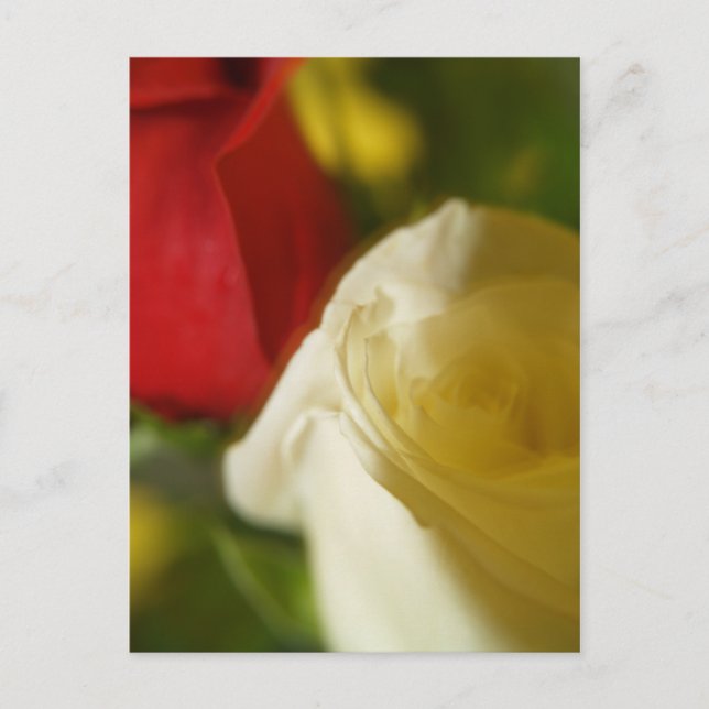 Carte postale "Crimson and Cream" (Devant)