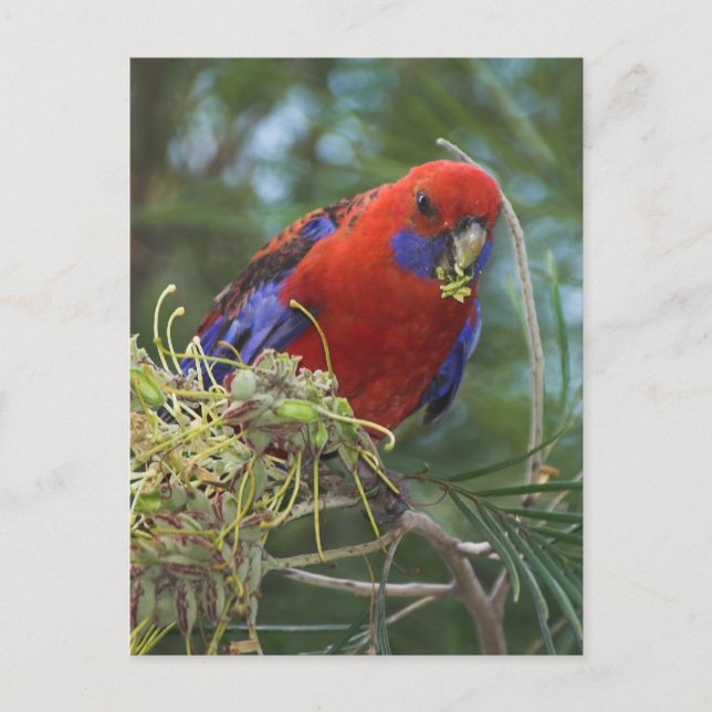 Carte Postale Crimson Rosella (Devant)