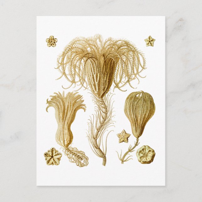 Carte Postale Crinoïdes (Devant)