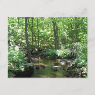 Carte Postale Crique en bois