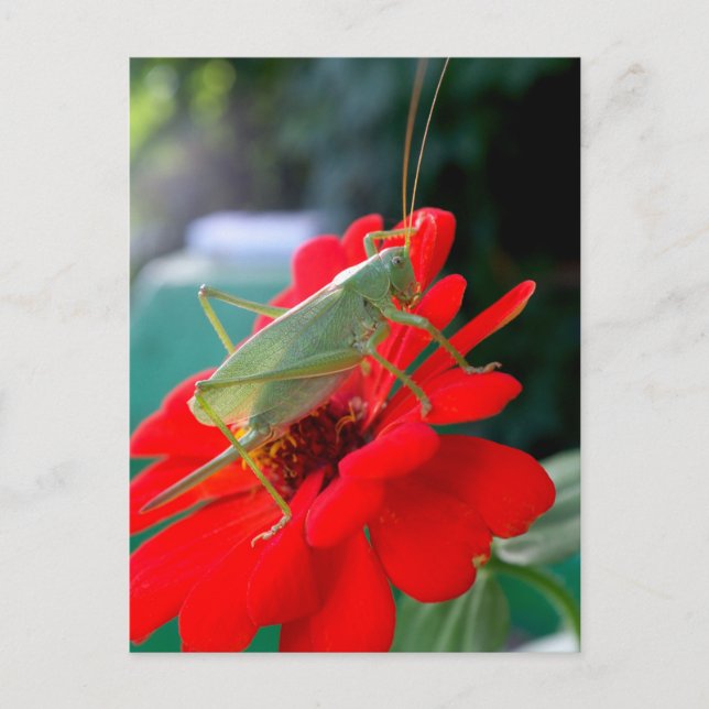 Carte Postale criquet (Devant)