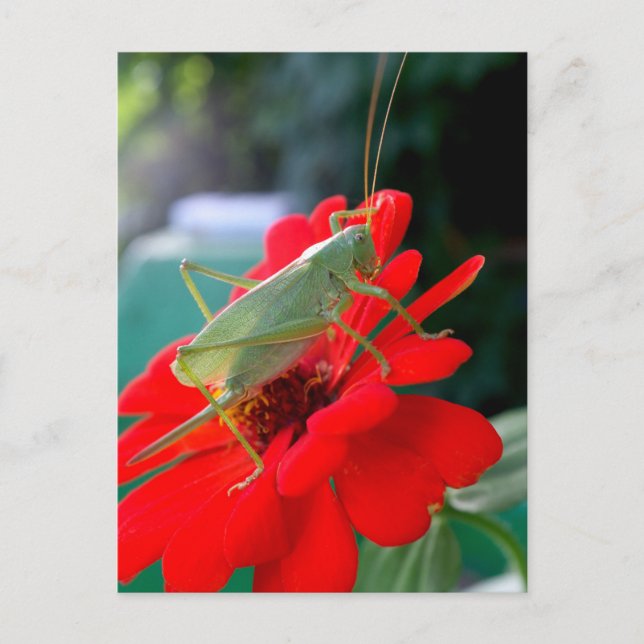 Carte Postale criquet (Devant)