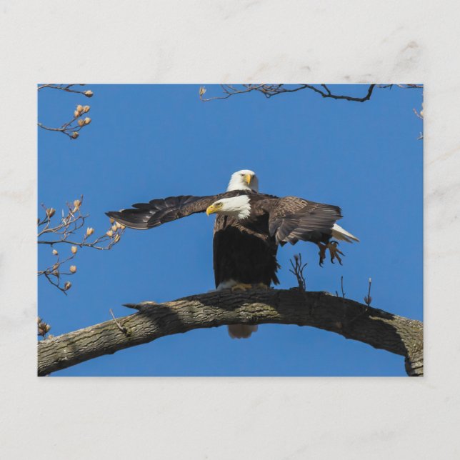Carte Postale Criss Cross Eagles (Devant)