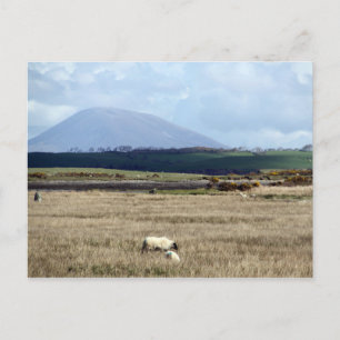 Carte Postale Croagh Patrick regarde le troupeau