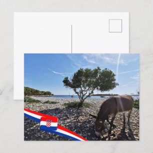 Carte Postale Croatie   Hrvatska   Mer Adriatique   Donkey