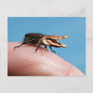 Carte Postale Crocobug