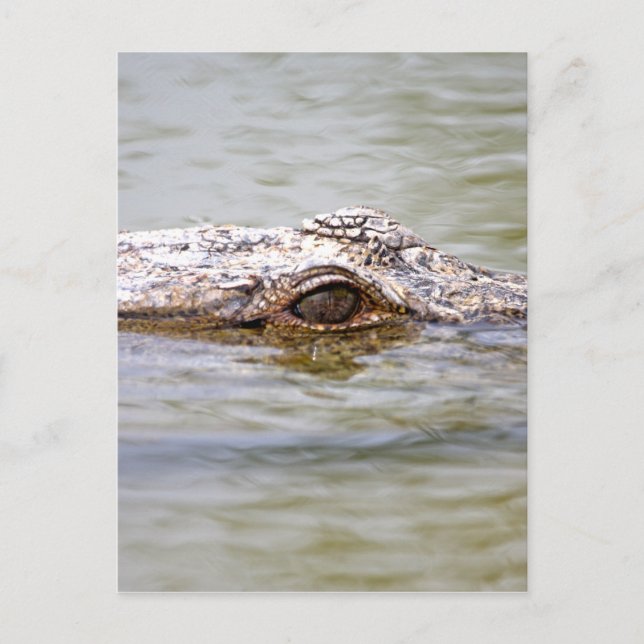 Carte Postale Crocodile (Devant)