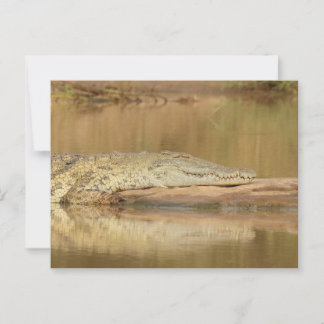 Carte Postale Crocodile