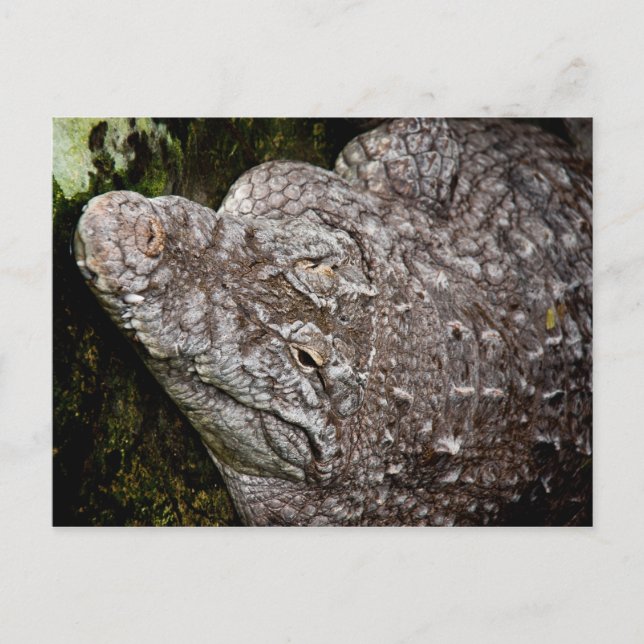 Carte Postale Crocodile (Devant)