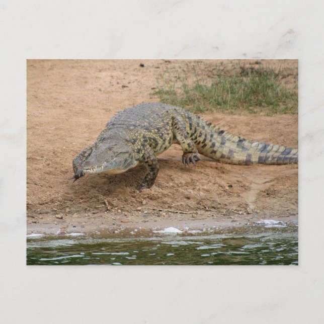 Carte Postale Crocodile (Devant)