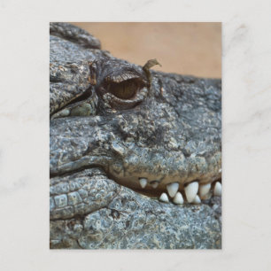Carte Postale Crocodile