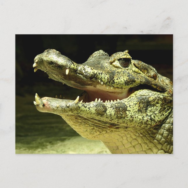Carte Postale crocodile (Devant)