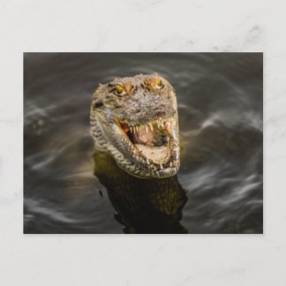 Carte postale crocodile