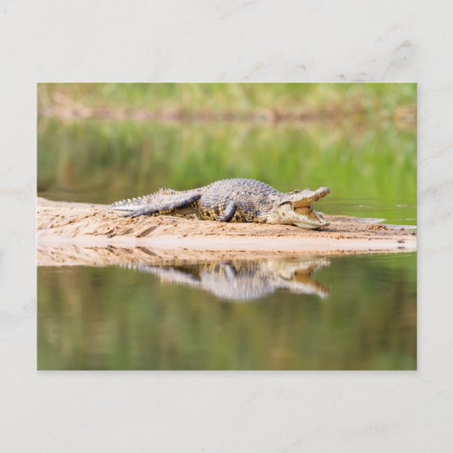 Carte Postale Crocodile (Devant)
