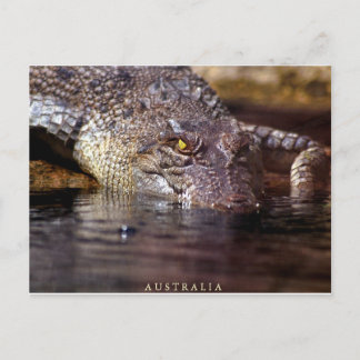 Carte Postale crocodile, A U S T R A L I A