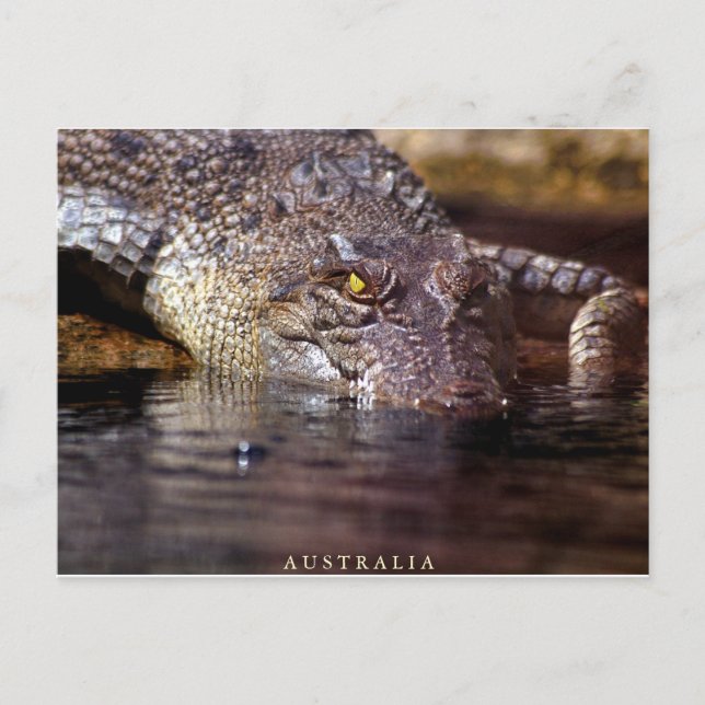 Carte Postale crocodile, A U S T R A L I A (Devant)