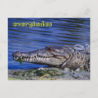 Crocodile américain Everglades
