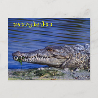Carte Postale Crocodile américain Everglades
