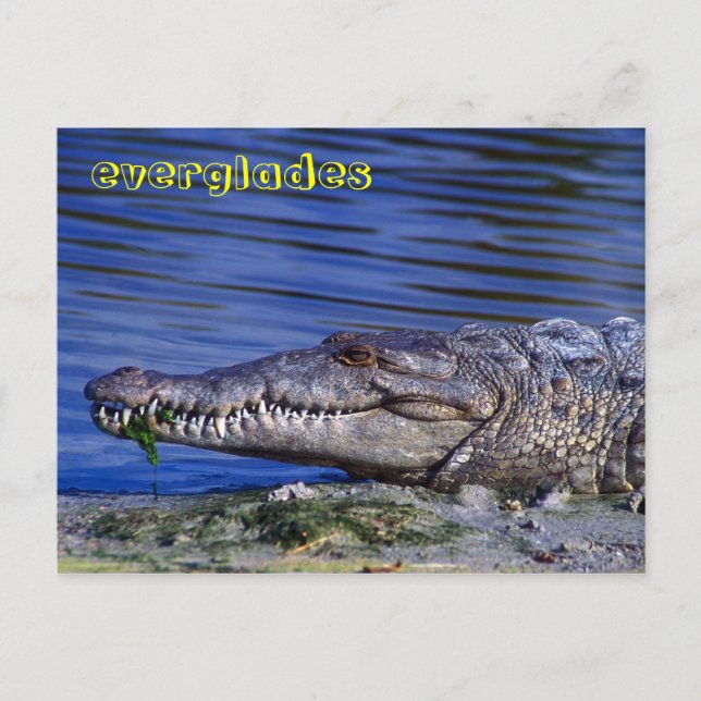 Carte Postale Crocodile américain Everglades (Devant)