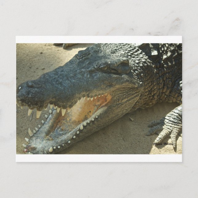 Carte Postale Crocodile avec dent cassée.jpg (Devant)