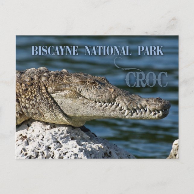 Carte Postale Crocodile, Biscayne National Park, Floride (Devant)