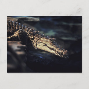 Carte Postale Crocodile caïman