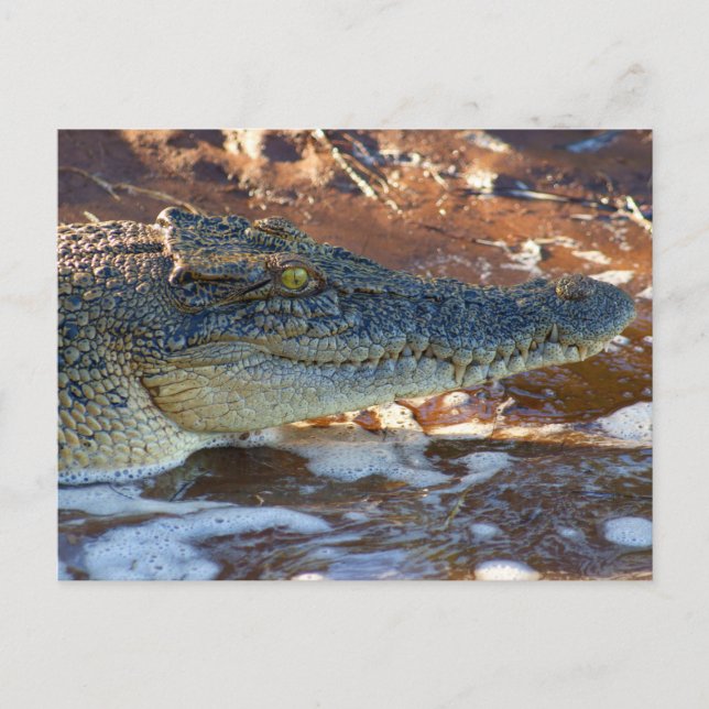 Carte Postale Crocodile d'eau salée (Devant)