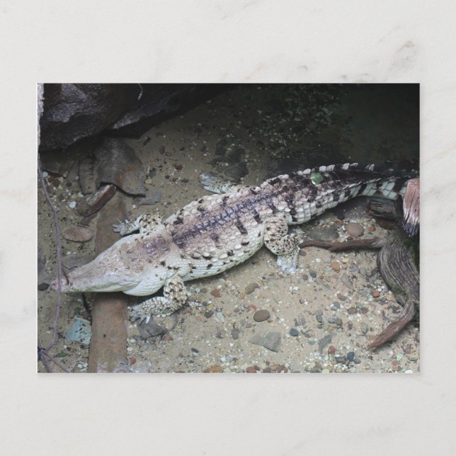 Carte Postale Crocodile d'Orinoco # 3 (Devant)