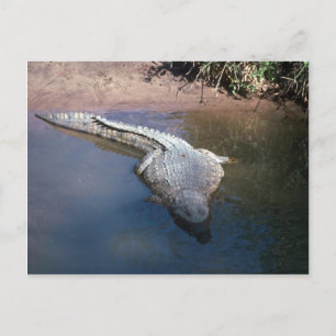 Carte Postale Crocodile du Nil