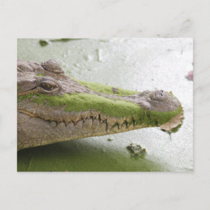 Carte Postale Crocodile du Nil