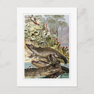 Carte Postale Crocodile du Nil