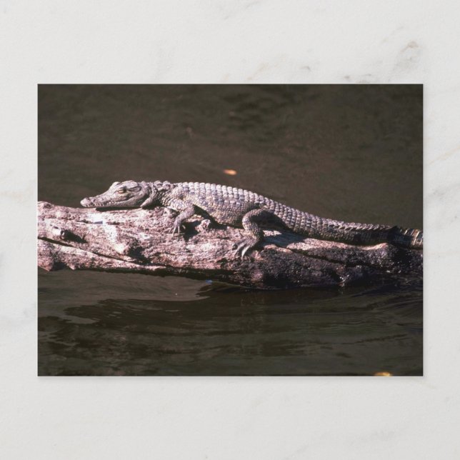 Carte Postale Crocodile du Nil (Devant)