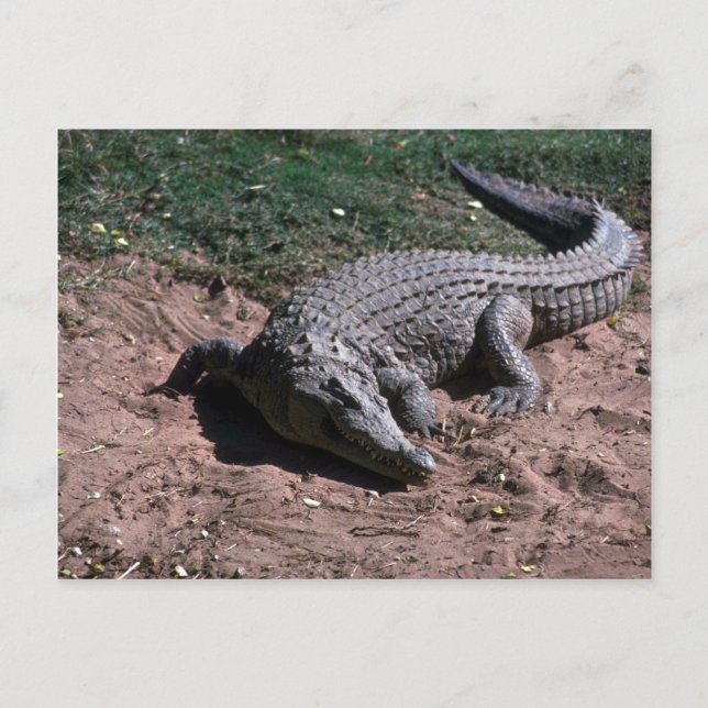 Carte Postale Crocodile du Nil (Devant)