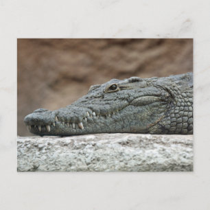 Carte Postale Crocodile du Nil