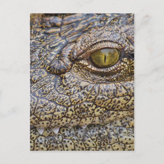 Carte Postale Crocodile du Nil d'Afrique (Devant)