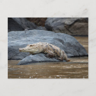 Carte Postale Crocodile du Nil sur un rocher