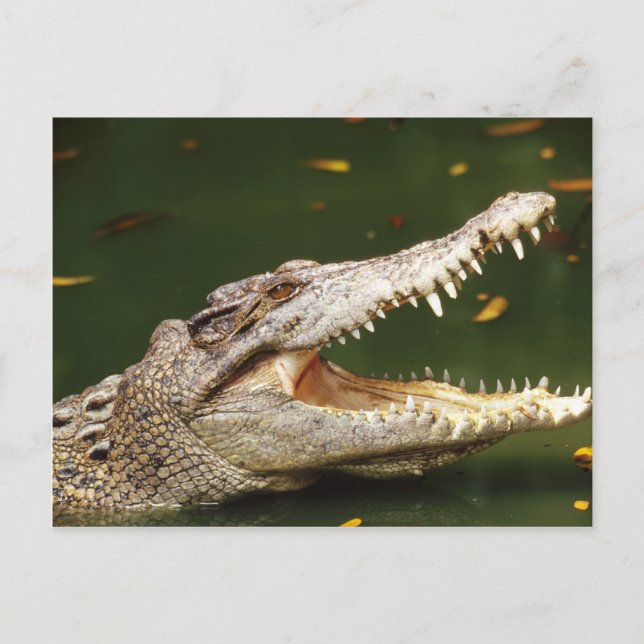 Carte Postale Crocodile et Caiman de Junglewalk.com (Devant)