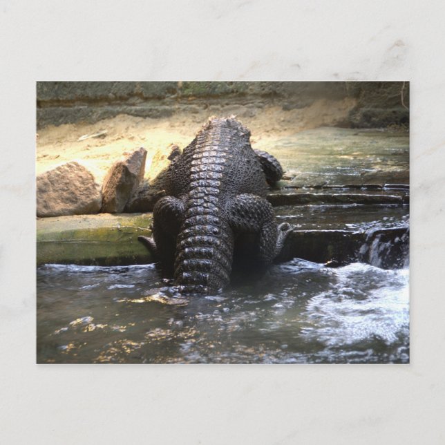 Carte Postale Crocodile nain (Devant)