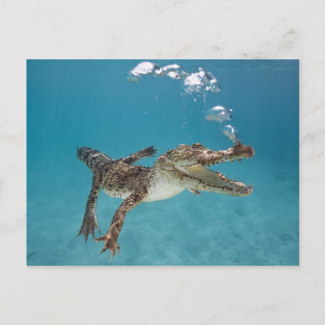 Carte Postale Crocodile plongeur (Devant)