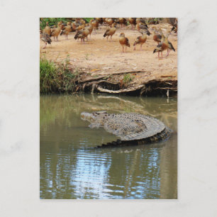 CARTE POSTALE CROCODILE QUEENSLAND AUSTRALIE